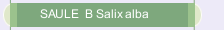 SAULE  B Salix alba 